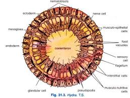 Internal Structure of Hydra (With Diagram)