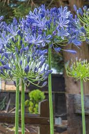 How To Grow And Care For Agapanthus Gardener S Path