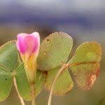 Image result for Oxalis obliquifolia