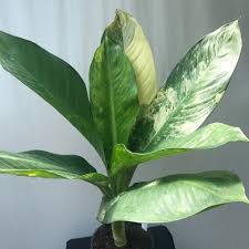 Dieffenbachia Big Ben Variegata 3 Spezielle Pflanzen Nelumbogarden