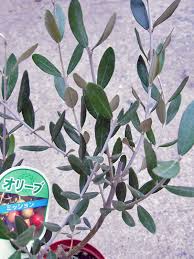 オリーブの木 品種の特徴 解説