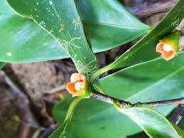 Image result for Erythroxylum platycladum