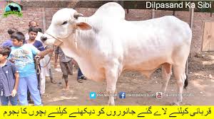 Dangerous camel qurbani eidul azha 2018. 685 Top Qurbani Animals In Faisalabad 2018 2019 Ch Atta Gujjar Pakistan Cattle Expo Video Dailymotion