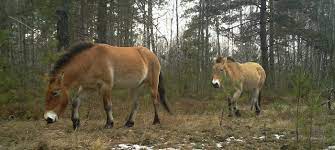 Wild animals, insects, and plants in the chernobyl exclusion zone anton petrus / getty images the health and reproduction of animals near chernobyl were diminished for at least the first six months following the accident. How Chernobyl Has Become An Unexpected Haven For Wildlife