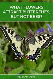 What Flowers Attract Butterflies But Not Bees Attract Butterflies Bee Shasta Daisies