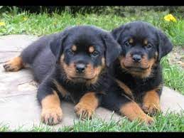 Look at pictures of rottweiler puppies in virginia who need a home. Rottweiler Puppies For Sale In Hampton Roads 06 2021