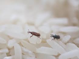 Maybe you would like to learn more about one of these? What Are These Tiny Black Bugs In My House