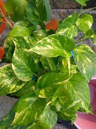 Our pilea peperomioides for sale are a trendy houseplant. Real Money Plant Home Furniture Gardening On Carousell