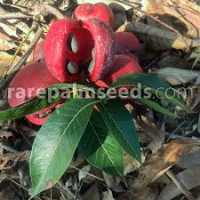 Image result for Sterculia