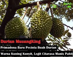 Sebelum ini, menteri besar, datuk seri wan rosdy wan ismail memaklumkan, tempoh kerja penguatkuasaan. Mengenal Durian Musangking Tanaman Durian Unggul Khas Malaysia Yang Menjadi Primadona Baru Pecinta Buah Durian Jualbenihmurah Com