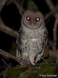 Gunakan fitur sortir canggih, tanpa atribut. Burung Hantu Seram Bird Wallpaper