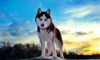 Most Popular Dog Breeds in the U.S. - Best Dogs in America
