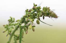 Image result for Polygala melilotoides