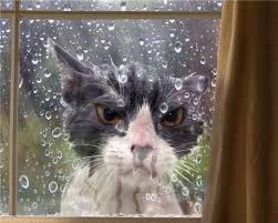 Angry Wet Cat Cute Animals Cats Funny Animal Pictures