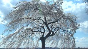 It makes a graceful, elegant specimen tree for front lawns where it is sure to attract attention. A Beautiful Weeping Cherry Blossom Stock Footage Video 100 Royalty Free 6078041 Shutterstock