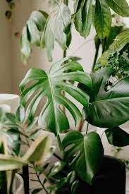 my monstera deliciosa houseplant care tips for the prettiest splits house plant care monstera deliciosa house plants
