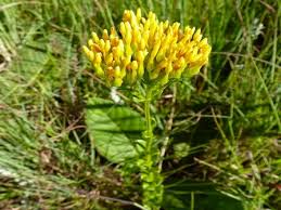 Image result for Sebaea