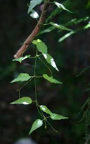 Image result for Vincetoxicum monticola
