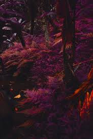 Pink purple and red aesthetic. Free Ipad Wallpaper Nature Purple Red Tree Violet Sky Pink Plant Magenta Landscape 1080291 Wallpaperkiss