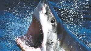 The footage was filmed by marine tour guide donavan smith, who was leading tourists in a boat near knysna, about 250 miles from. Shark In Lake May Be Great White Newcastle Herald Newcastle Nsw