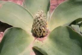 Image result for Chlorophytum colubrinum