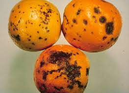 Citrus black spot: declared pest | Agriculture and Food