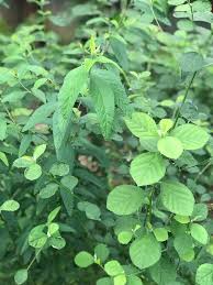 Image result for Sida rhombifolia