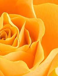 We did not find results for: Rose Roses Orange Bush Pink Shrub Old World Garden Gardening Gardens Plants Seed Notebook Large Size 8 5 X 11 Ruled 150 Pages Softcover By Wild Pages Press Amazon Ae