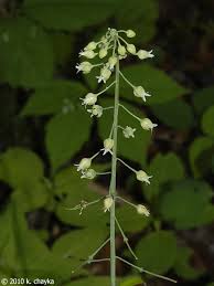 Single stem flowers with no leaves. Glossary