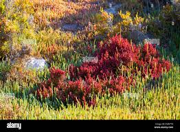 Image result for Halosarcia