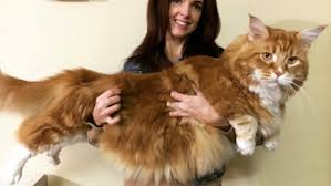 قط أسترالي عملاق يتابعه الآلاف عبر إنستغرام على أي لقب ينافس