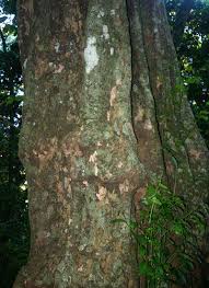 Image result for Strombosia