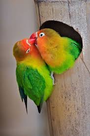 Fisher S Love Birds By Luc Van Der Biest Beautiful Birds Colorful Birds Pet Birds