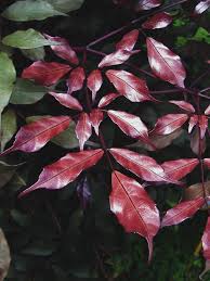 Image result for Leea guineensis