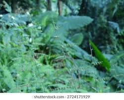 Image result for Oplismenus