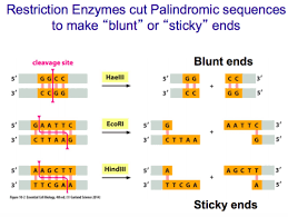 How do two molecules of water stick together?. Molecular Biology Techniques Flashcards Quizlet