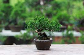 This is a family run business and all of them are really nice and very helpful. How To Buy The Right Bonsai Tree For Sale High School Of Performing Artshigh School Of Performing Arts