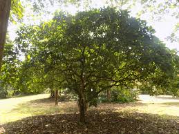 Image result for Voacanga africana