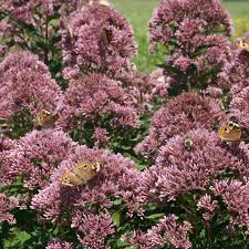 Image result for Pycreus mortonii