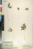 Image result for Biophytum abyssinicum