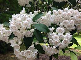 This list of 16 flowering shrubs for shade includes both evergreen and deciduous types. Discover 6 Great Flowering Shrubs For Shade Triblive Com