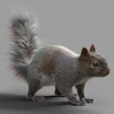 Squirrel Model 3d Model Squirrel 3d Model Model