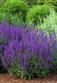 Round Up 24 Of The Best Low Maintenance Plants For Your Garden Psychoactive Plants Landscaping Plants Low Maintenance Plants