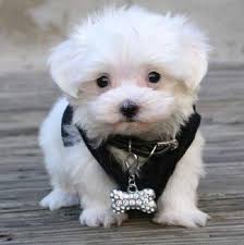 Although teacup maltese puppies' prices are quite high, the number of these puppies is not much. Maltese Puppies For Sale Philippines Zoe Fans Blog Maltese Puppy Teacup Puppies Maltese Puppies
