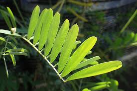 Image result for Tephrosia noctiflora