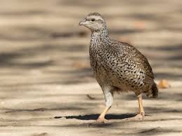 Image result for Tragiella natalensis