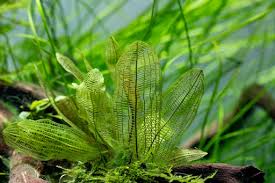 Image result for Aponogetonaceae