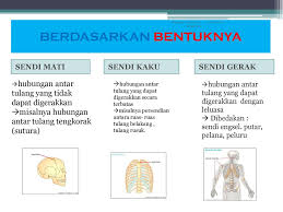 Sistem Gerak Manusia Makhrus Ali Sman 4 Bangkalan 19 09 Ppt Download