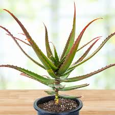 Image result for Aloe carnea