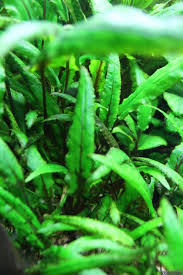 Cryptocoryne wendtii, the wendt's water trumpet, is a species of herb which is a popular aquarium plant which is native to sri lanka. Cryptocoryne Wendtii Grun Flowgrow Aquatic Plant Database